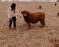 Personalized Highland Cow embroidery close-up
