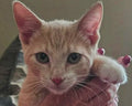 Custom Embroidered Pet Portrait Sweatshirt | Personalized Cat Gift